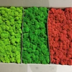 خزه خشک و تثبیت شده