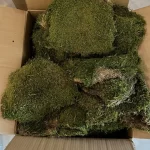 خزه خشک و تثبیت شده