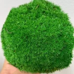 خزه خشک و تثبیت شده